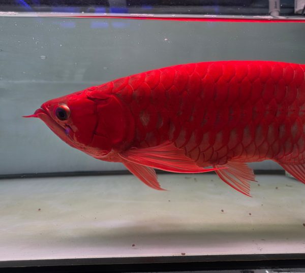 Blood Red